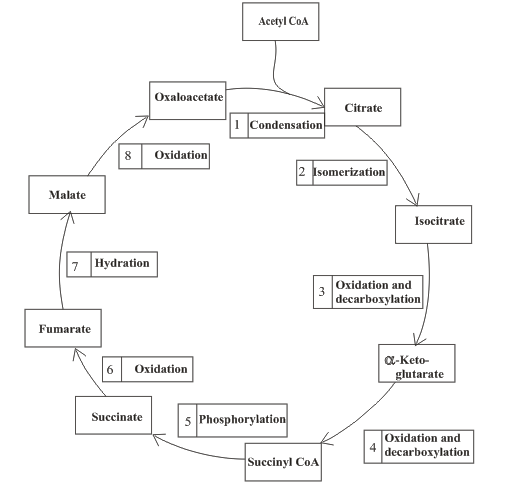 Organic And Biological Chemistry, Chapter 12, Problem 12.62EP 