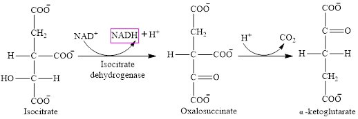 EBK ORGANIC AND BIOLOGICAL CHEMISTRY, Chapter 12, Problem 12.70EP , additional homework tip  2