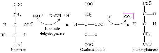 EBK ORGANIC AND BIOLOGICAL CHEMISTRY, Chapter 12, Problem 12.70EP , additional homework tip  8