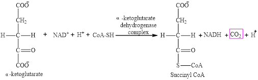 EBK ORGANIC AND BIOLOGICAL CHEMISTRY, Chapter 12, Problem 12.70EP , additional homework tip  9