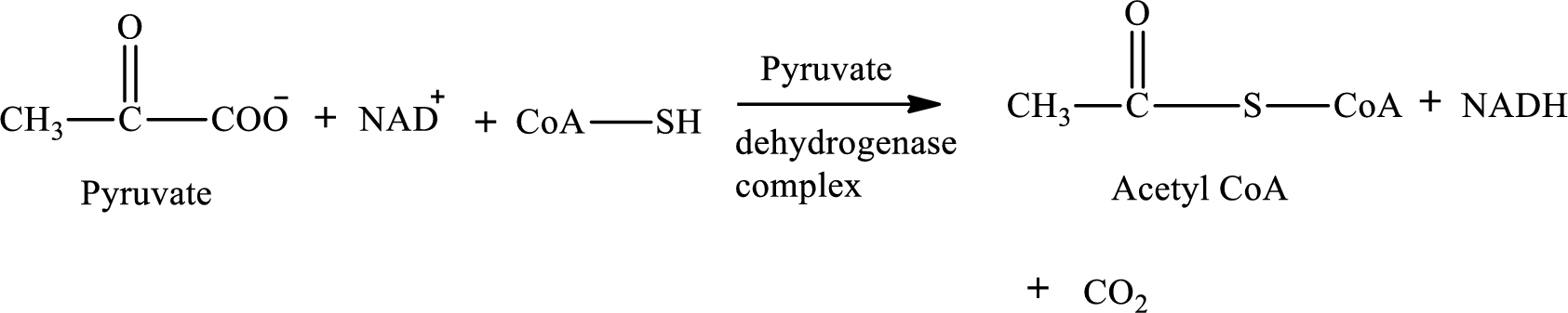 EBK ORGANIC AND BIOLOGICAL CHEMISTRY, Chapter 13, Problem 13.117EP , additional homework tip  1