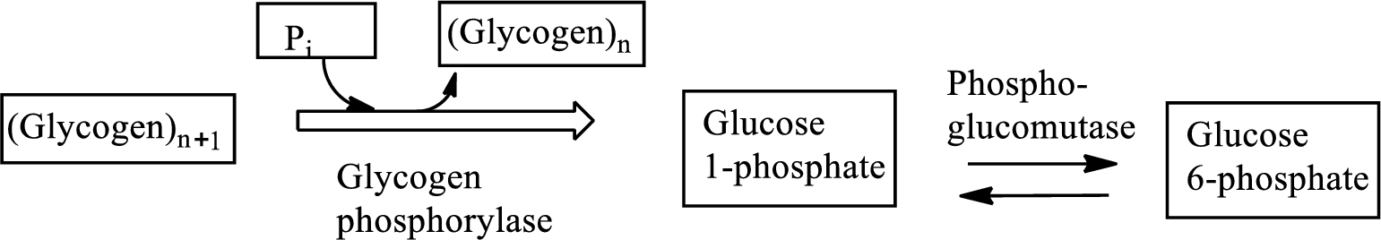 EBK ORGANIC AND BIOLOGICAL CHEMISTRY, Chapter 13, Problem 13.117EP , additional homework tip  3