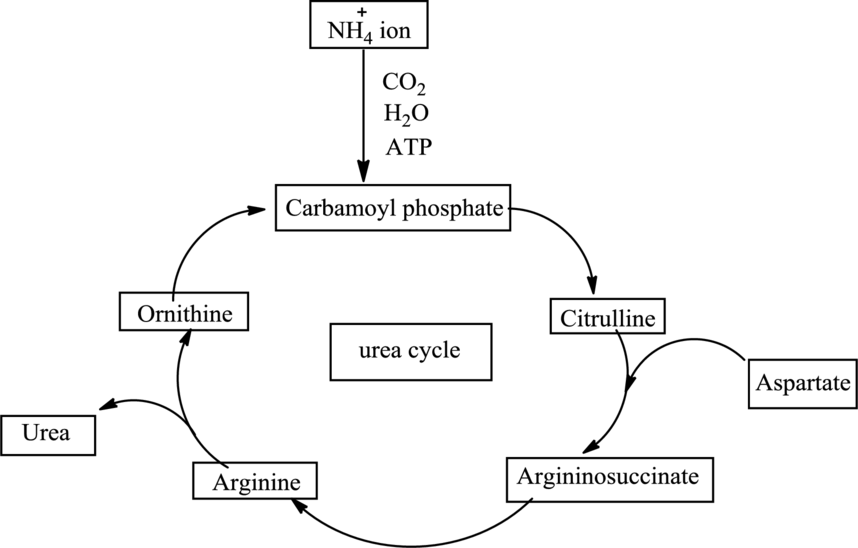 Organic And Biological Chemistry, Chapter 15, Problem 15.53EP 