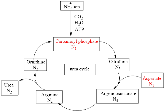 EBK ORGANIC AND BIOLOGICAL CHEMISTRY, Chapter 15, Problem 15.66EP , additional homework tip  1