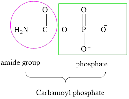 Organic And Biological Chemistry, Chapter 15.4, Problem 2QQ 