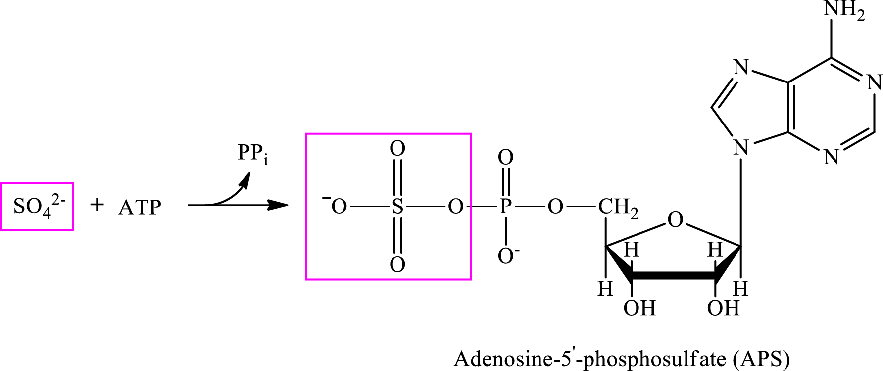 EBK ORGANIC AND BIOLOGICAL CHEMISTRY, Chapter 15.8, Problem 3QQ , additional homework tip  1