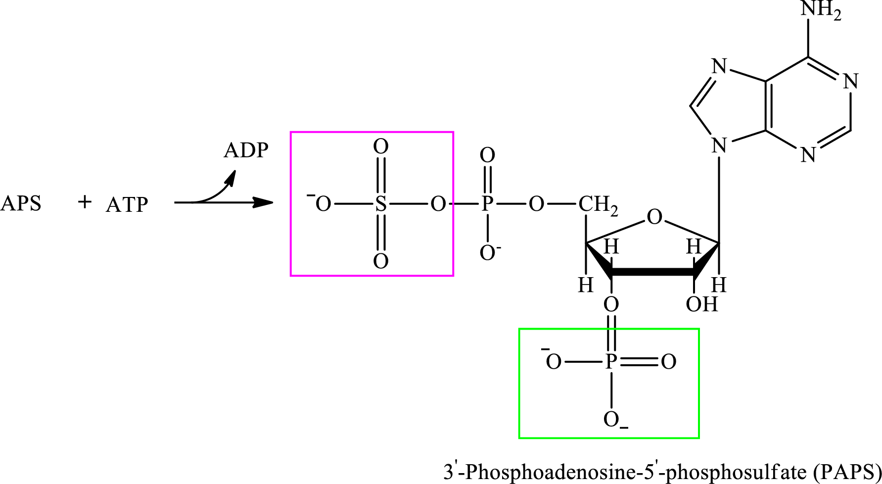 Organic And Biological Chemistry, Chapter 15.8, Problem 3QQ , additional homework tip  2