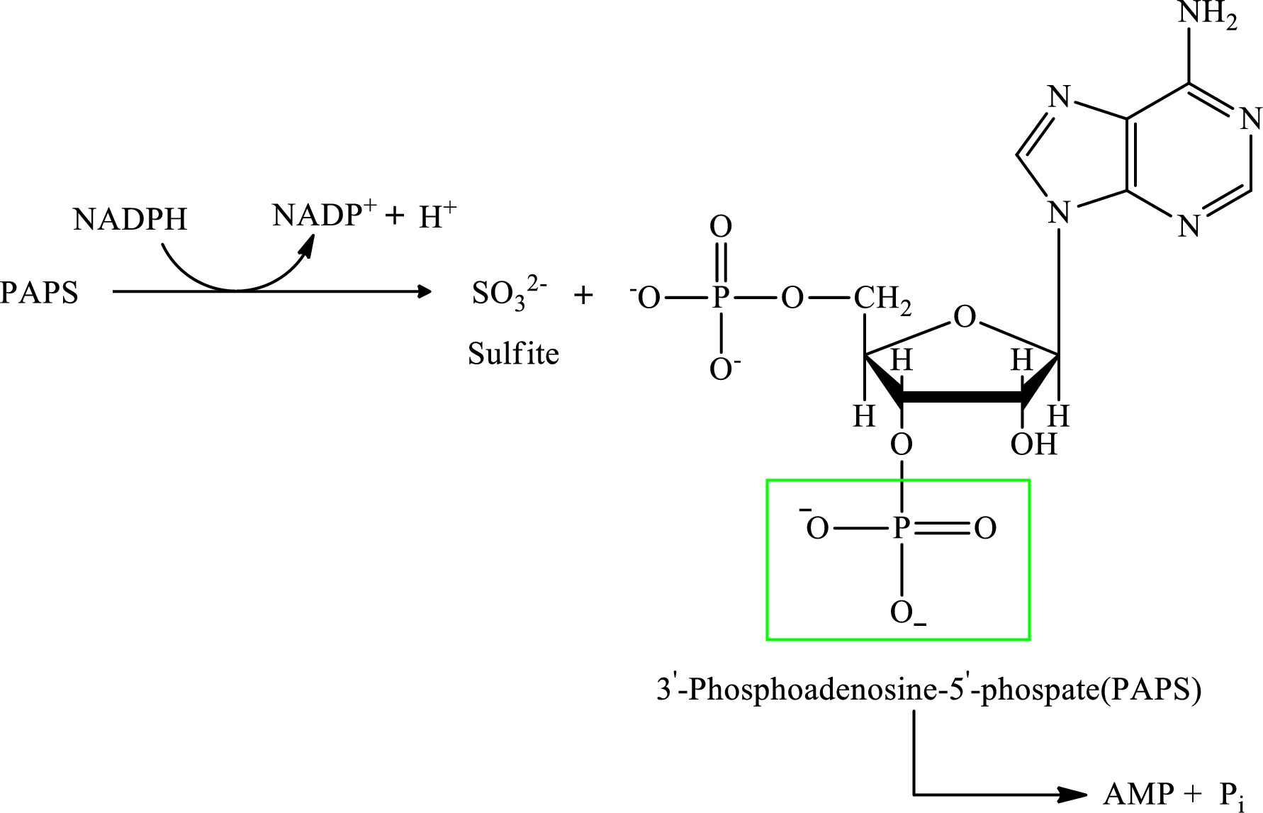 Organic And Biological Chemistry, Chapter 15.8, Problem 3QQ , additional homework tip  3