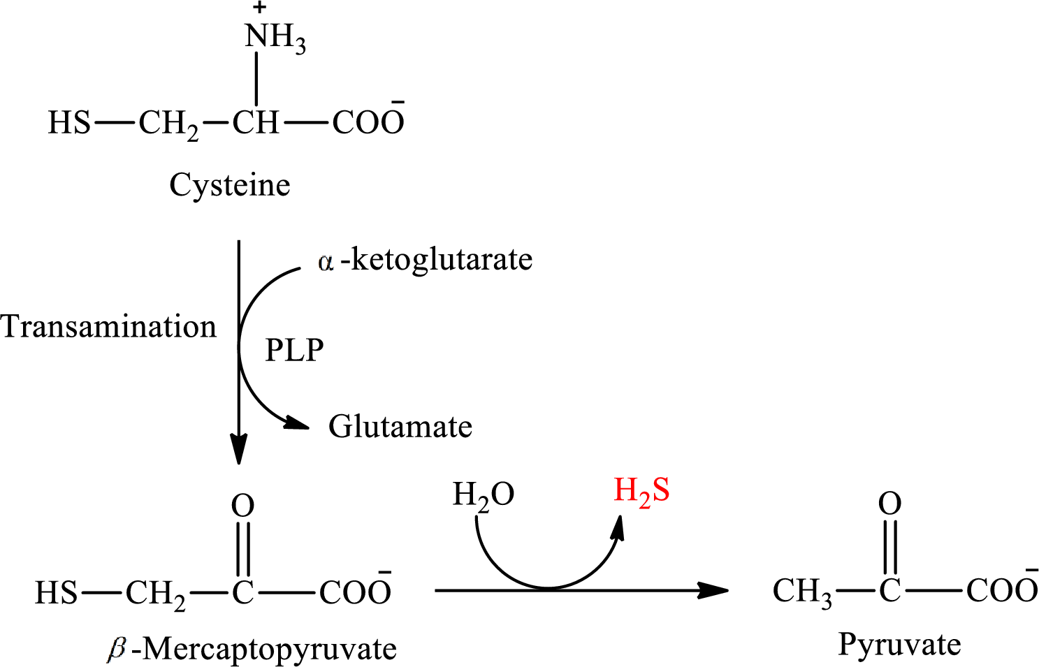 Organic And Biological Chemistry, Chapter 15.8, Problem 4QQ , additional homework tip  2