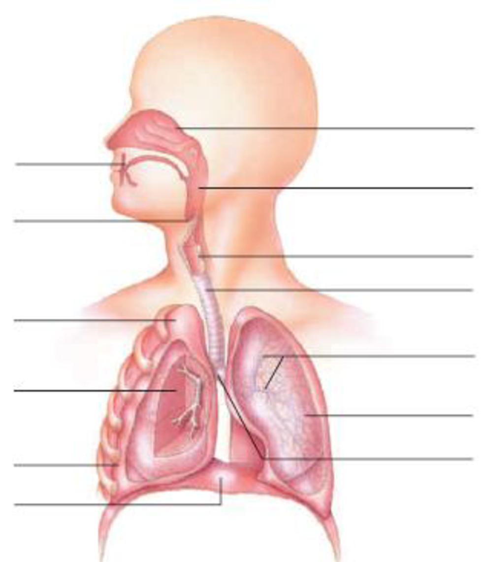 In The Diagram Below Label The Parts Of The Respiratory System