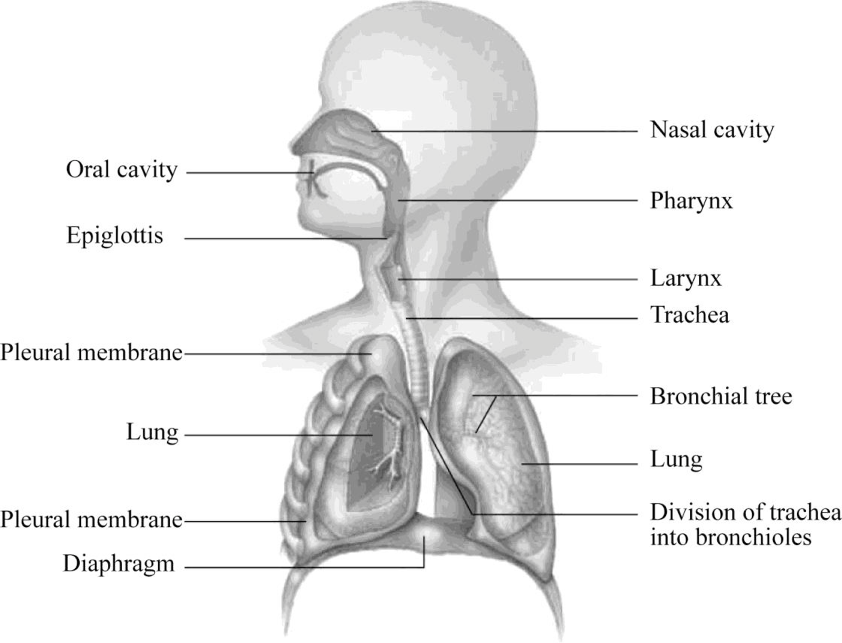 in-the-diagram-below-label-the-parts-of-the-respiratory-system-and-the