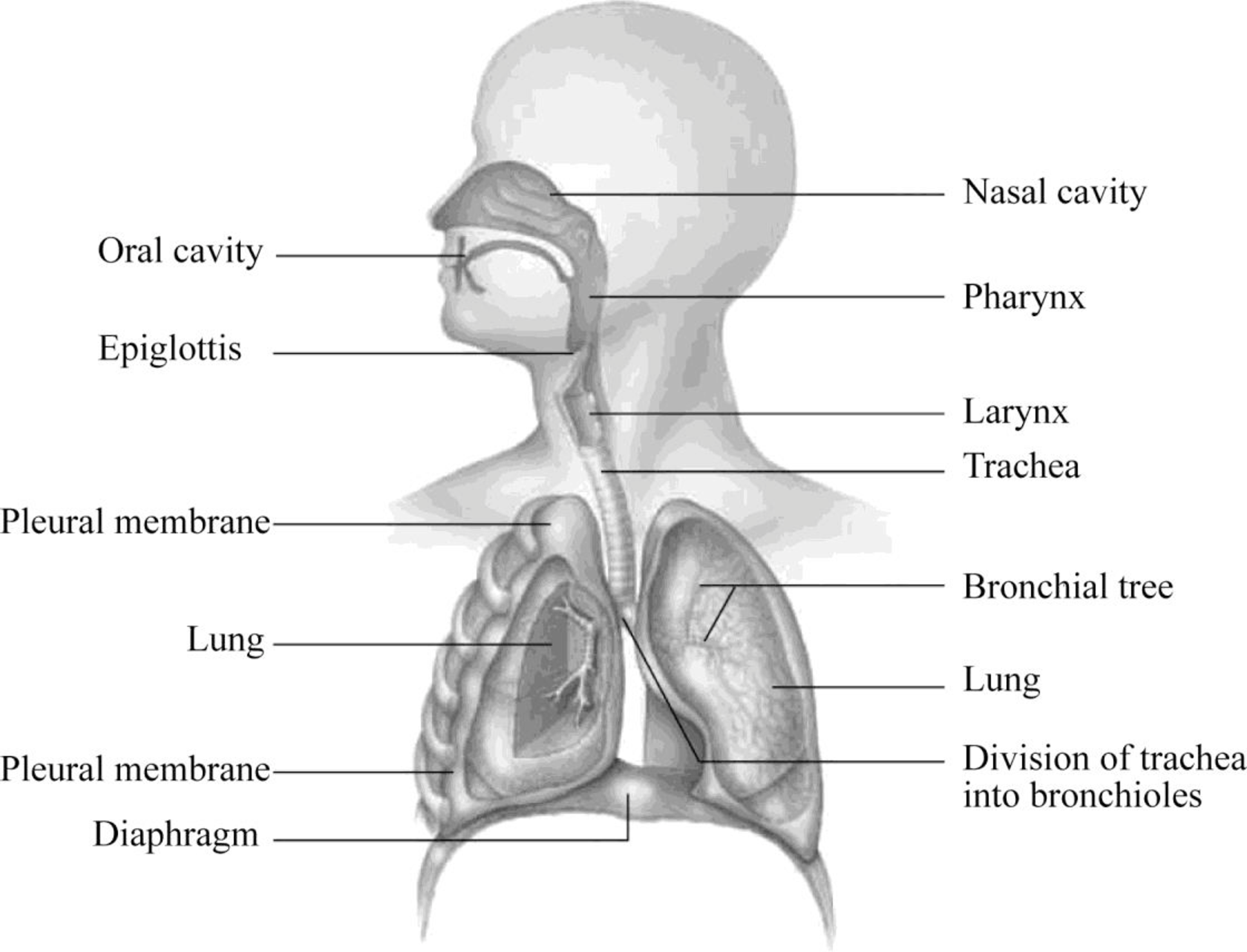 respiratory system labeled diagram