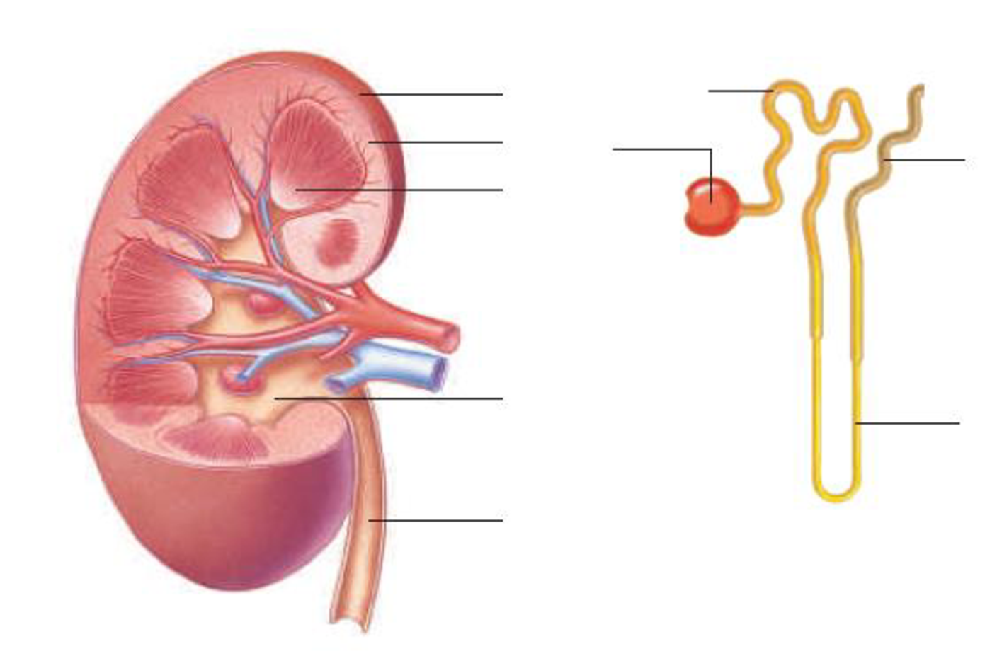 lable-diagram-of-kidney-the-inner-part-of-the-kidney-is-divided-into