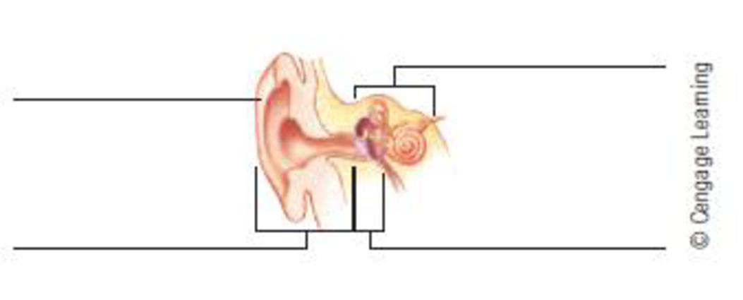Chapter 14, Problem 8RQ, Label the parts of the ear: , example  1