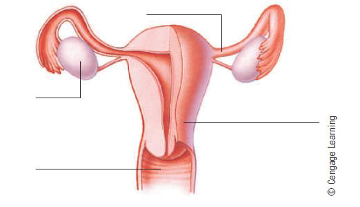 Label the parts of the female reproductive system and list their
