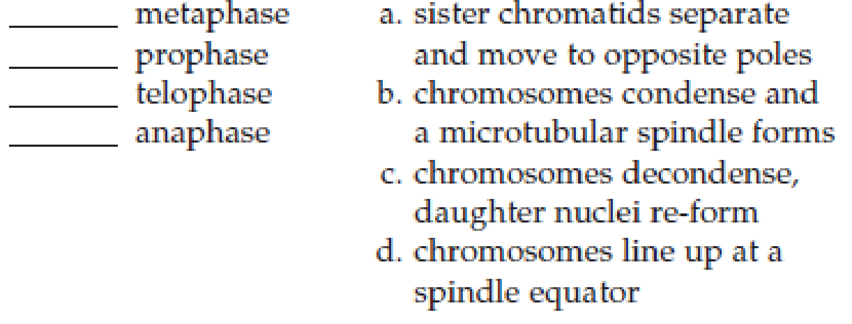 Chapter 18, Problem 11SQ, Match the stage of mitosis with the following key events. 