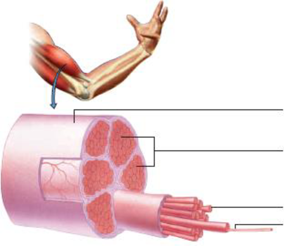 In the diagram below, label the fine structure of a muscle, down to one