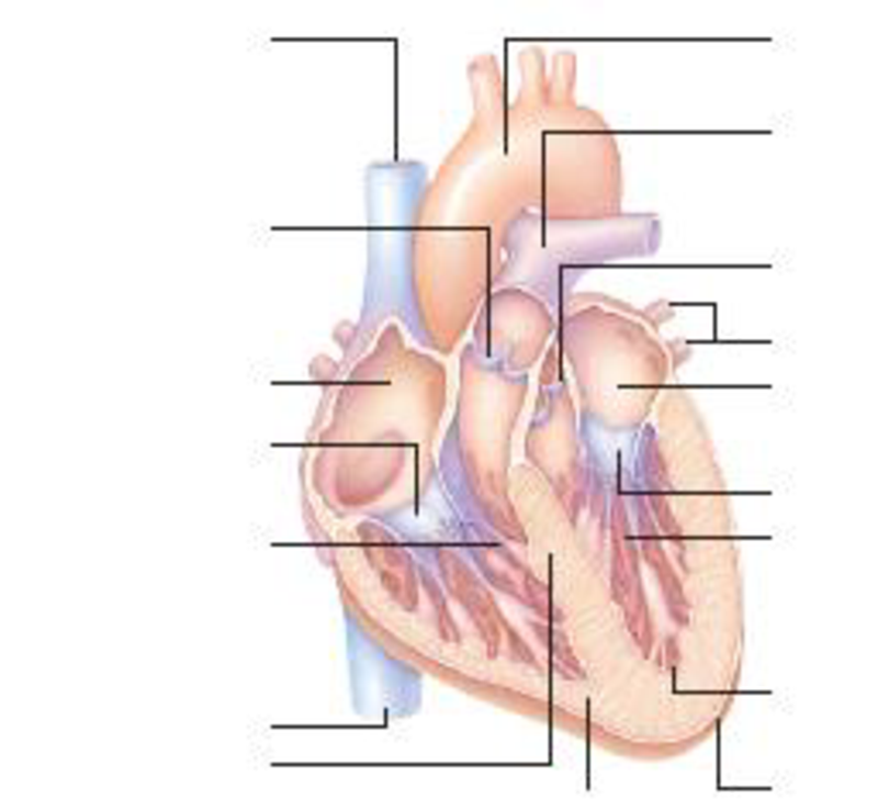 Chapter 7, Problem 7RQ, Label the hearts main parts in the diagram below. 