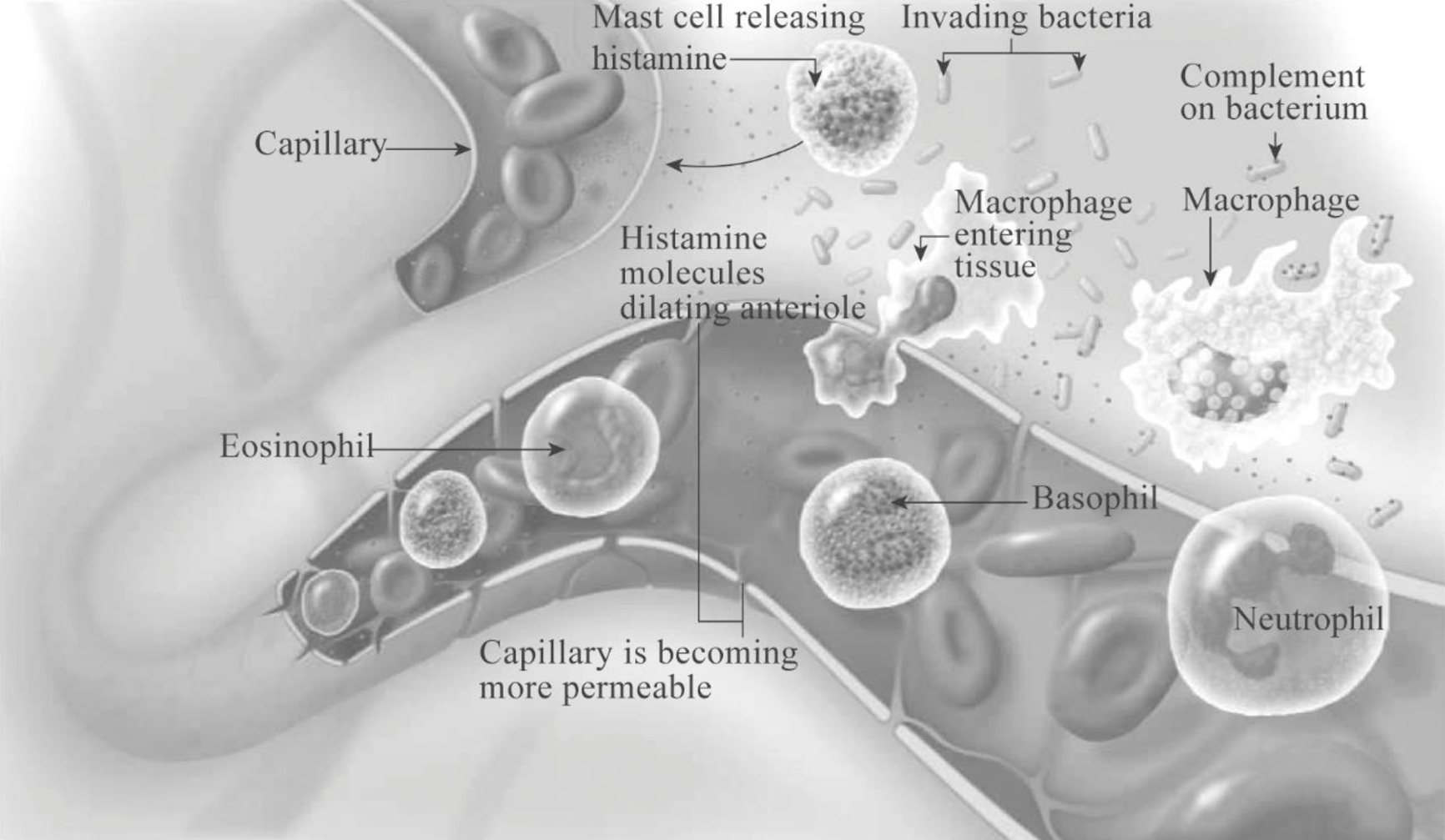 Human Biology (MindTap Course List), Chapter 9, Problem 1RQ 