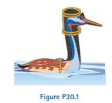 Chapter 30, Problem 30.1P, Review. In studies of the possibility of migrating birds using the Earths magnetic field for 