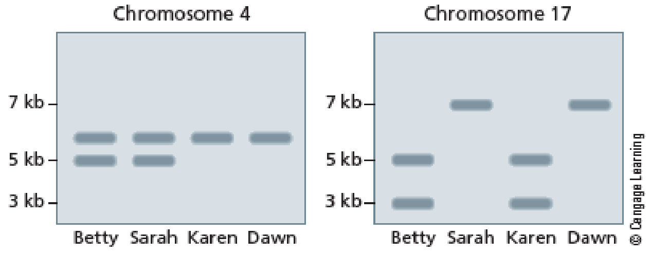 Chapter 12, Problem 17QP, The following family has a history of inherited breast cancer. Betty (grandmother) does not carry , example  1