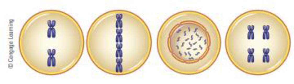 Chapter 2, Problem 22QP, Match the phase of cell division with the following diagrams. In these cells, 2n = 4. a. anaphase of 