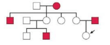Chapter 13, Problem 2TYK, The following pedigree shows the pattern of inheritance of red green color blindness in a family. 