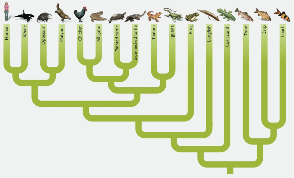 Chapter 32, Problem 1ITD, The phylogenetic tree for vertebrates depicted below was constructed from sequence data for two rRNA 