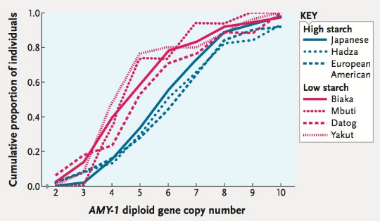 Chapter 47, Problem 1ITD, The human AMY-1 gene encodes salivary amylase, an enzyme that breaks down starch. The number of 