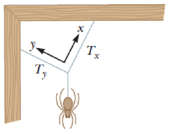 Chapter 3, Problem 55AP, In Figure P3.55, a spider is resting after starting to spin its web. The gravitational force on the 