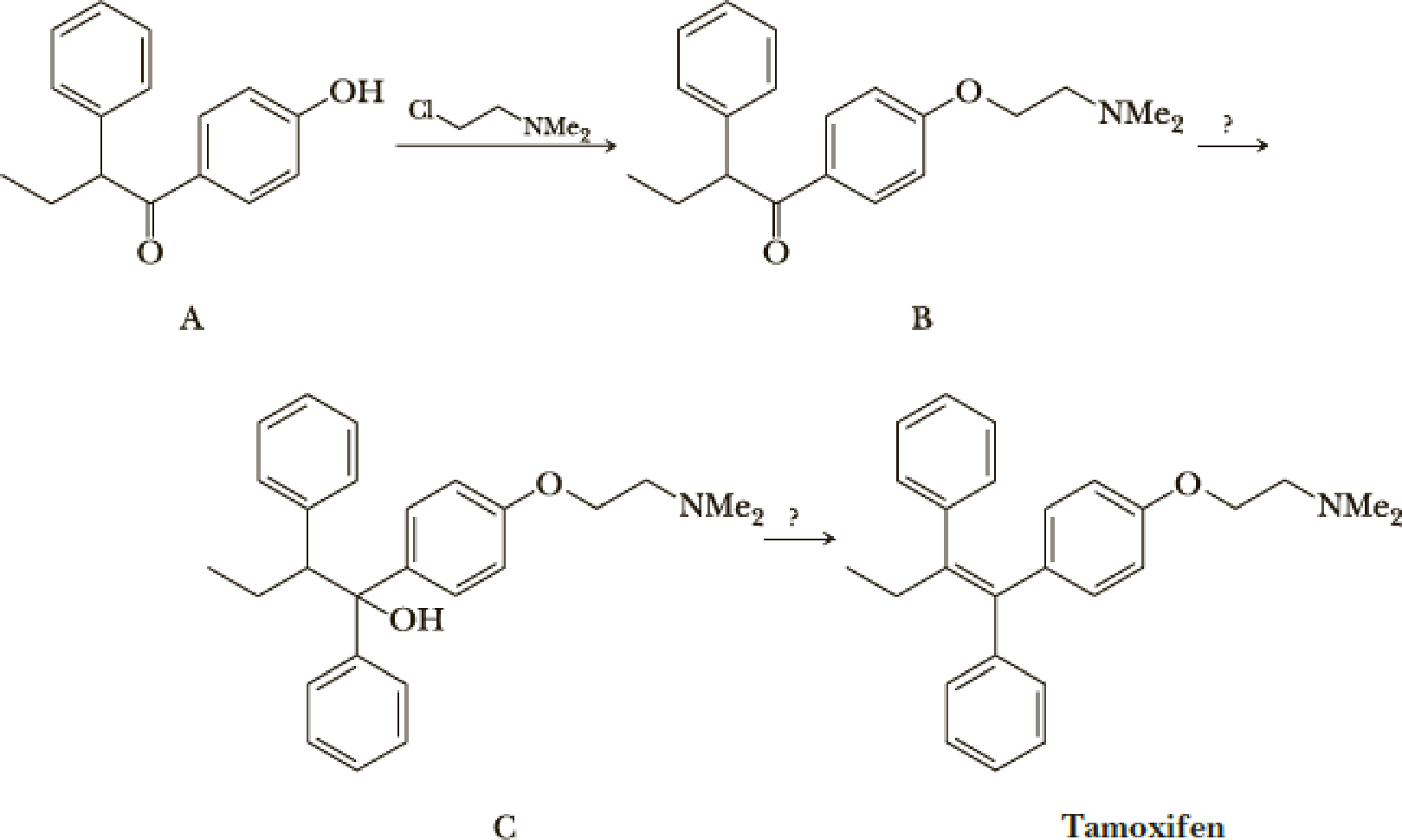 Estrogens Are Female Sex Hormones The Most Potent Of Which Is β