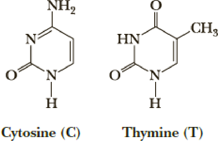 Chapter 28, Problem 28.8P, Following are structural formulas for cytosine and thymine. Draw two additional tautomeric forms for 