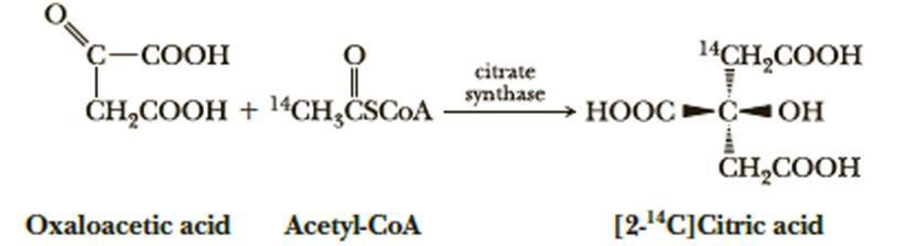 Chapter 3, Problem 3.24P, When oxaloacetic acid and acetyl-coenzyme A (acetyl-CoA) labeled with radioactive carbon-14 in 