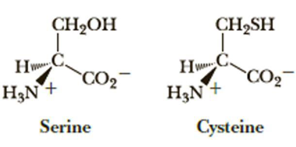 Chapter 3.8, Problem CQ, The amino acids cysteine and serine are shown. What are the Cahn-Ingold-Prelog stereochemical 