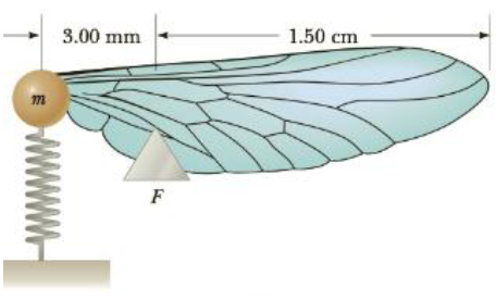 Chapter 13, Problem 74AP, Figure P13.74 shows a crude model of an insect wing. The mass m represents the entire mass of the 