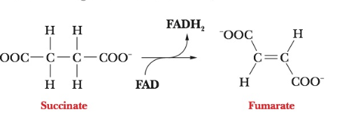 Chapter 15, Problem 36RE, REFLECT AND APPLY There is a reaction in which succinate reacts with FAD to give fumarate and FADH2. 
