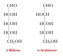 Chapter 16, Problem 10RE, REFLECT AND APPLY Consider the structures of arabinose and ribose. Explain why nucleotide 