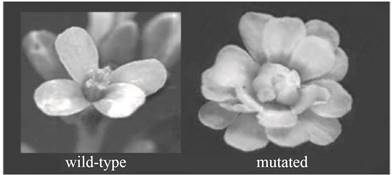 Chapter 10, Problem 4CT, The photos below show flowers from two Arabidopsis plants. One plant is wild-type unmutated; the 