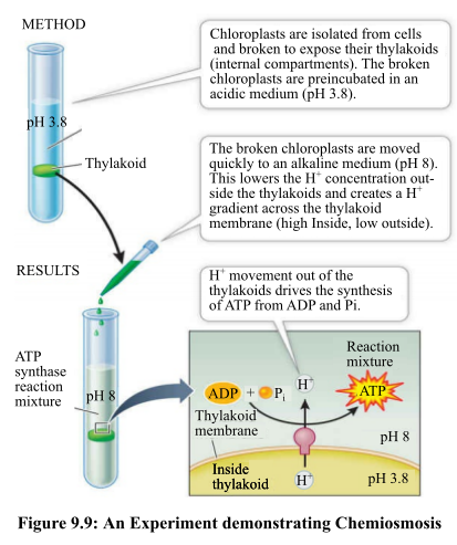 LIFE:SCIENCE OF BIOL.(LL) >CUSTOM<, Chapter 9.3, Problem 2R , additional homework tip  1