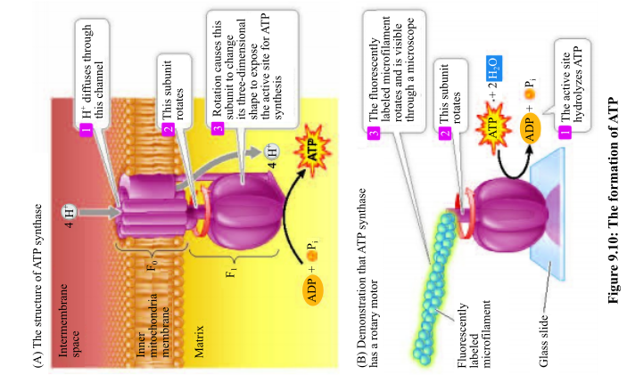 LIFE:SCIENCE OF BIOL.(LL) >CUSTOM<, Chapter 9.3, Problem 2R , additional homework tip  2