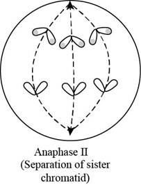 Loose-leaf Version for Genetics: A Conceptual Approach 6E & SaplingPlus (Six-Month Access), Chapter 2.3, Problem 26AQP , additional homework tip  3