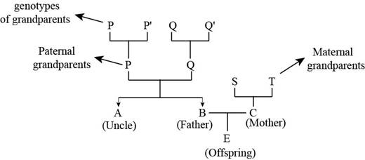 GENETICS W/SAPLING PLUS, Chapter 2.3, Problem 42CQ , additional homework tip  2