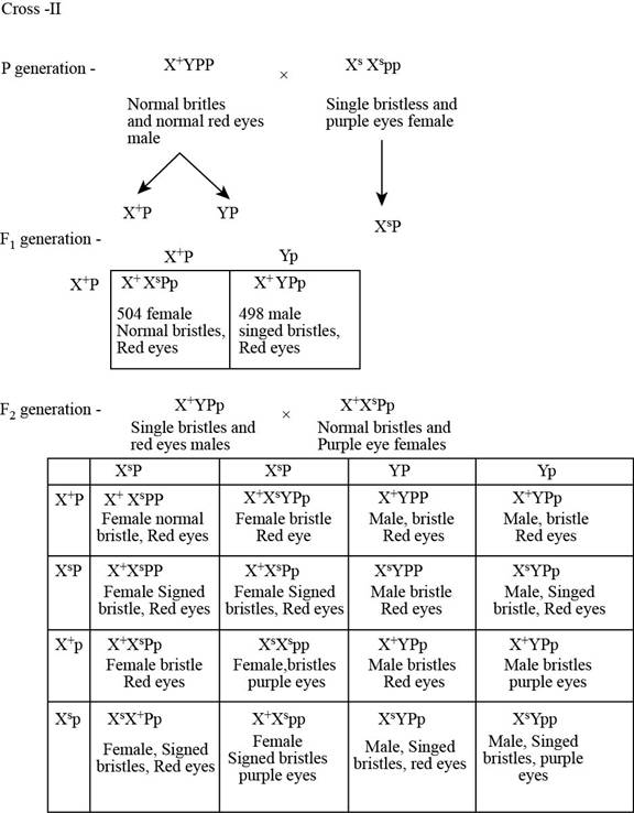 Genetics: A Conceptual Approach, Chapter 4.2, Problem 36AQP , additional homework tip  2