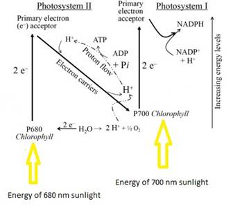 Biochemistry, Chapter 19, Problem 3P , additional homework tip  1