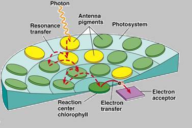 Biochemistry 8e & Launchpad (twelve Month Access) (hardcover), Chapter 19, Problem 3P , additional homework tip  2