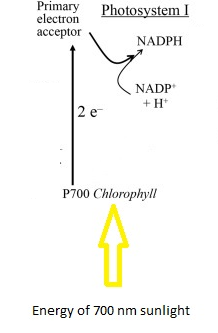 SAPLINGPLUS F/BIOCHEM+ICLICKER REEF-CODE, Chapter 19, Problem 8P , additional homework tip  3