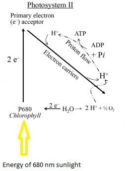 BIOCHEMISTRY, Chapter 19, Problem 3P , additional homework tip  4