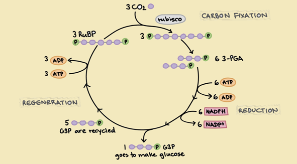 Biochemistry, Chapter 20, Problem 23P , additional homework tip  1