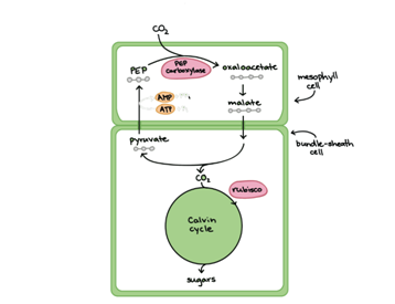 SAPLINGPLUS F/BIOCHEM+ICLICKER REEF-CODE, Chapter 20, Problem 23P , additional homework tip  7