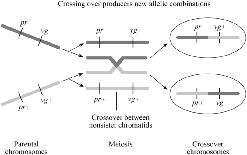 Introduction to Genetic Analysis, Chapter 4, Problem 1P 